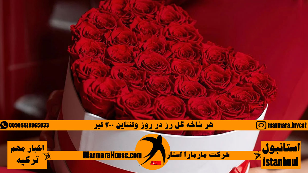 هر شاخه گل رز در روز ولنتاین 200 لیر